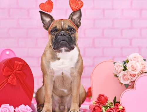 5 Tips to Avoid Feeling Lonely This Valentine’s Day